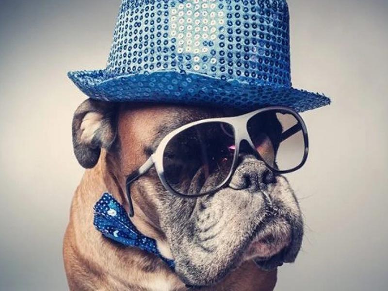 5 Stylish Ways to Dress-up your Furry Friend | PetIndia Online